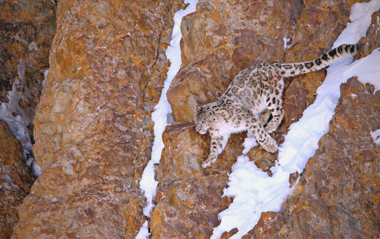 包含祁连暴熊队对阵西城雪豹队，排球邀请赛爆冷，门将神扑救主——回归即成焦点的词条开云在线